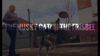 The HUSKY CATCH the FRISBEE