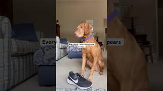 She really thought! #foryou #trend #viralvideo  #puppy