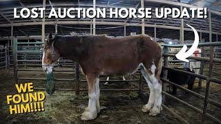 UPDATE: OUR GOAL HAS BEEN REACHED!!!! 2-27-2023 - We Found The Sad Clydesdale Auction Horse!