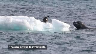 Leopard Seals