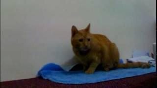 The old ginger cat - Tom