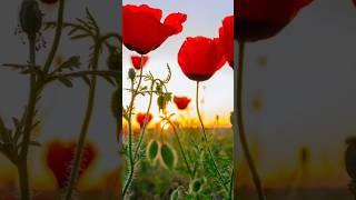 . Beethoven: - Symphony No. 5 in C Minor, Op. 67: I. Allegro con brio