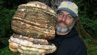 Intriguing Mushroom!!!  #viral #crazy #mushroom #best #daily #viralvideo #fun #mushrooms