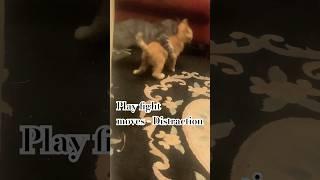 Kitten on a Croft - Play fight moves- Distraction. #Cute Cats and Kittens #shorts #Kitty #love cats