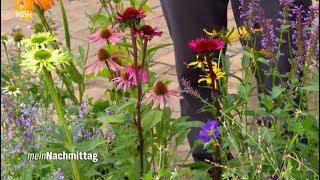 NDR Mein Nachmittag– Dauerblüher für den Spätsommer Sonnenhüte