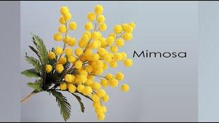 Mimosa