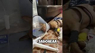 Молли предали хозяева, и она не смогла это пережить  ТГ: Хвостатый Дом #приют #спасение #собаки