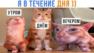 Я УТРОМ, ДНЁМ И ВЕЧЕРОМ ))) | Приколы с котами | Мемозг 1467