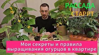 Мои секреты выращивания огурцов в квартире. Тонкости ,нюансы, пошаговая инструкция . #дача #огород