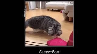 ...... #эдит #кот #котики #мем #видео #shorts #short