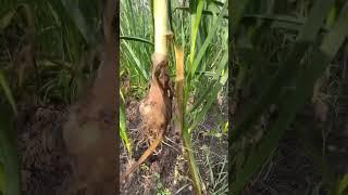 #Garlic #garlicpasta #garden  23 February 2024