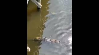 Buaya sungai masuk kedalam kolam kura-kura #buaya #shorts #shortvideo