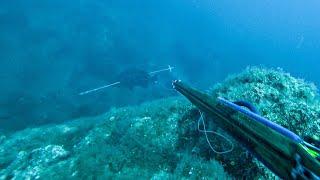 20 Shots in 20 Minutes!ULTIMATE Spearfishing Compilation