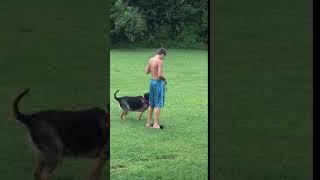 boy caught peeing in yard funny #funny #fyp #dog #caught #foryou #foryoupage