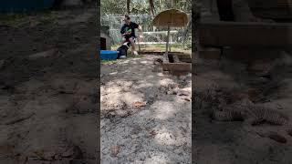 Pixie helps herself!!! #fox #foxes ,#foxesofig ,#foxplay ,#foxesofinstagram ,#foxtalesflorida