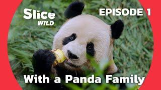 A Year with a Panda Family in China - Birth of a giant | SLICE WILD | FULL DOC - EP1