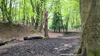 Binaural Forest Walk (SR3D & Zoom H1 Essential)
