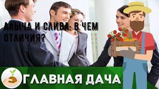 Алыча и слива: в чем отличия?