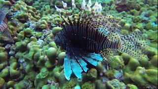 Flower Gardens - Gulf of Mexico Scuba Diving