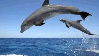 Dolphin -  Images