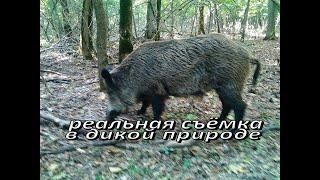Ночь в логове дикого кабана / ещё одна встреча