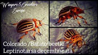 Invasive Colorado Beetle / Patato Beetle On Patato Plant. # short