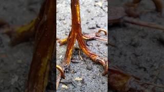 #tamarind bonsai making unique process #bonsai #peepal #plant #ficus #banyan