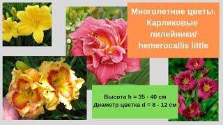 Многолетние цветы:  лилейники карликовые. Hemerocallis little.