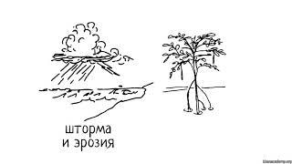 Ценность и значение биоразнообразия (часть 1) | Биоразнообразие