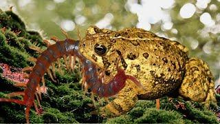 Giant Frog camouflage in the land for hunting Centipede _ IVM Reptile Story