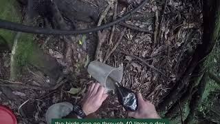 A day in the life of a DOC ranger on Kapiti Island