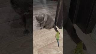 Ох уж эти животные...кот и попугай..#животные #смешныеживотные #cat #попугай