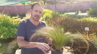 I F'n Love This Plant - MEXICAN FEATHER GRASS