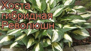 Хоста гибридная Революшн (hosta hybrida revolution)  обзор: как сажать, рассада хосты Революшн