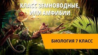 Класс Земноводные, или Амфибии