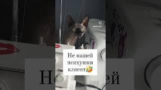 Не нашей психушки клиент #юмор #тренды #шьюсама #шьюдома