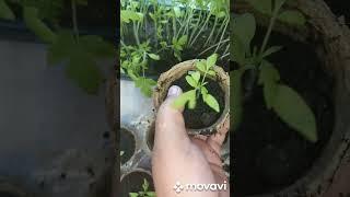 ПИКИРОВКА РАССАДЫ НА РОЗЫГРЫШ. ОГОРОД НА КУБАНИ. shorts#