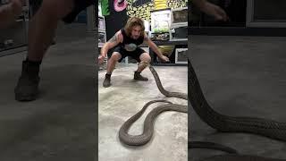 World’s Biggest VENOMOUS SNAKE! KING COBRA! #cobras #kingcobra #snakes #animal #shorts