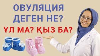 Баланың жынысын анықтау / Овуляция деген не?