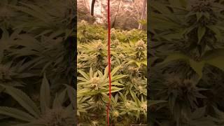 Still 4 Weeks of FLOWER  #weeding #grow #growth #tyson #genetics #wax #resin #comment #love #like