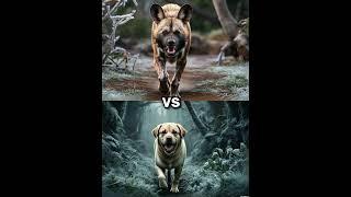 African wild dog vs labrador vs (Rottweiler, Husky, German Shepherd) Battle.