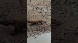 Komodo dosn't wont cross the small river