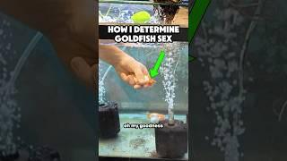 How to determine goldfish sex
