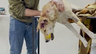 Saving a dog from poison at the last minute - Vet Rami Awwad