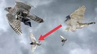 Ястреб тетеревятник поймал голубя крупным планом!!!Hawk Goshawk caught dove close-up!!!