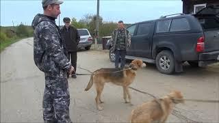 ПОЛЕВЫЕ БУДНИ   "Радуга голосов 2017 г.".