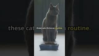 New Russian Blue Cat Owner?! Watch This!