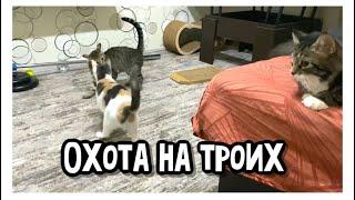 Охота на троих. А как по-другому в доме с 3 котиками?