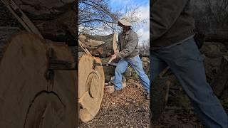 MONSTER red oak breakdown.  #wood #carving #woodworking #craft #log  #asmr #asmrsounds #bushcraft