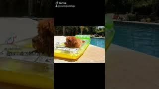 Poodle puppy  #Short #subscribe #@Godella, Valencia Spain  ️